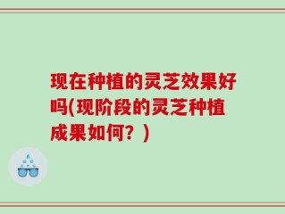 现在种植的灵芝效果好吗(现阶段的灵芝种植成果如何？)