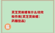 灵芝煲田螺有什么功效和作用(灵芝煲田螺：药膳佳品)