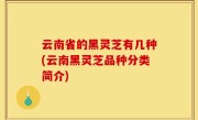 云南省的黑灵芝有几种(云南黑灵芝品种分类简介)