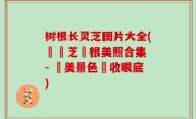 树根长灵芝图片大全(長靈芝樹根美照合集 - 絕美景色盡收眼底)