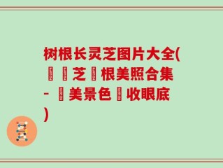 树根长灵芝图片大全(長靈芝樹根美照合集 - 絕美景色盡收眼底)