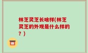 林芝灵芝长啥样(林芝灵芝的外观是什么样的？)