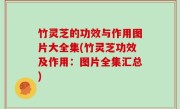 竹灵芝的功效与作用图片大全集(竹灵芝功效及作用：图片全集汇总)