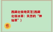 西藏北极地灵芝(西藏北极冰草：天然的“神仙草”)