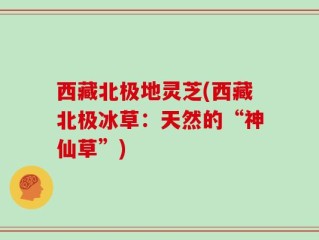 西藏北极地灵芝(西藏北极冰草：天然的“神仙草”)