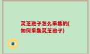 灵芝孢子怎么采集的(如何采集灵芝孢子)