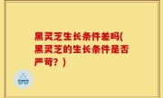 黑灵芝生长条件差吗(黑灵芝的生长条件是否严苛？)
