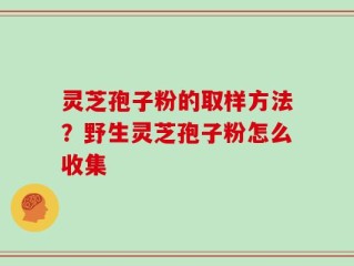 灵芝孢子粉的取样方法？野生灵芝孢子粉怎么收集
