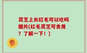 灵芝上长红毛可以吃吗图片(红毛灵芝可食用？了解一下！)