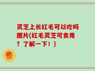 灵芝上长红毛可以吃吗图片(红毛灵芝可食用？了解一下！)