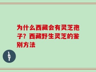 为什么西藏会有灵芝孢子？西藏野生灵芝的鉴别方法
