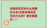 有毒的灵芝长什么样图片大全(这是有毒的灵芝长什么样？看全集图片！)