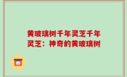 黄玻璃树千年灵芝千年灵芝：神奇的黄玻璃树