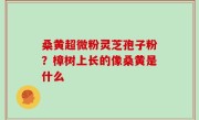 桑黄超微粉灵芝孢子粉？樟树上长的像桑黄是什么