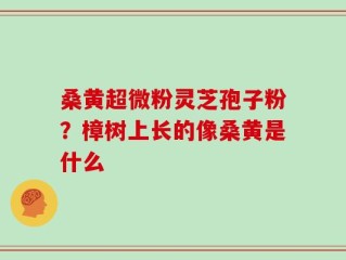 桑黄超微粉灵芝孢子粉？樟树上长的像桑黄是什么