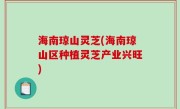 海南琼山灵芝(海南琼山区种植灵芝产业兴旺)