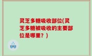 灵芝多糖吸收部位(灵芝多糖被吸收的主要部位是哪里？)