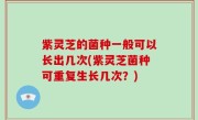 紫灵芝的菌种一般可以长出几次(紫灵芝菌种可重复生长几次？)