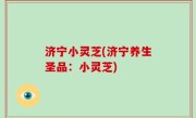 济宁小灵芝(济宁养生圣品：小灵芝)