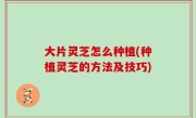 大片灵芝怎么种植(种植灵芝的方法及技巧)