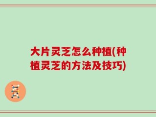大片灵芝怎么种植(种植灵芝的方法及技巧)