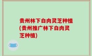 贵州林下白肉灵芝种植(贵州推广林下白肉灵芝种植)