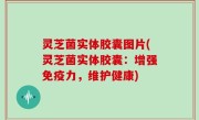 灵芝菌实体胶囊图片(灵芝菌实体胶囊：增强免疫力，维护健康)