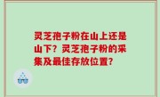 灵芝孢子粉在山上还是山下？灵芝孢子粉的采集及最佳存放位置？