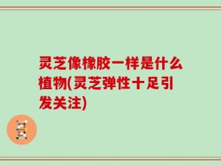 灵芝像橡胶一样是什么植物(灵芝弹性十足引发关注)