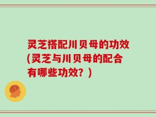 灵芝搭配川贝母的功效(灵芝与川贝母的配合有哪些功效？)