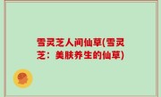 雪灵芝人间仙草(雪灵芝：美肤养生的仙草)