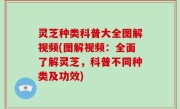 灵芝种类科普大全图解视频(图解视频：全面了解灵芝，科普不同种类及功效)