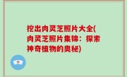 挖出肉灵芝照片大全(肉灵芝照片集锦：探索神奇植物的奥秘)