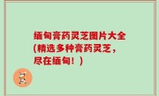 缅甸膏药灵芝图片大全(精选多种膏药灵芝，尽在缅甸！)