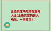金边灵芝功效搭配图片大全(金边灵芝的惊人功效，一网打尽！)