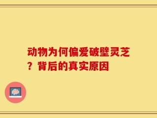 动物为何偏爱破壁灵芝？背后的真实原因