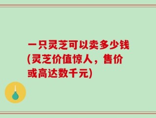 一只灵芝可以卖多少钱(灵芝价值惊人，售价或高达数千元)