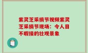 紫灵芝采摘节视频紫灵芝采摘节现场：令人目不暇接的壮观景象