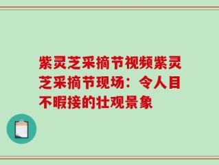 紫灵芝采摘节视频紫灵芝采摘节现场：令人目不暇接的壮观景象