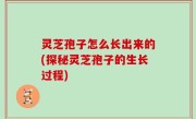 灵芝孢子怎么长出来的(探秘灵芝孢子的生长过程)