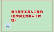 野生灵芝不是人工养的(野生灵芝并非人工种植)