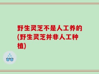 野生灵芝不是人工养的(野生灵芝并非人工种植)