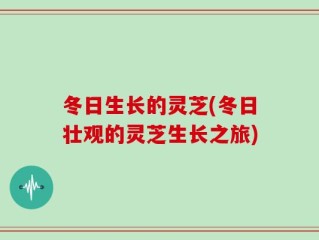 冬日生长的灵芝(冬日壮观的灵芝生长之旅)