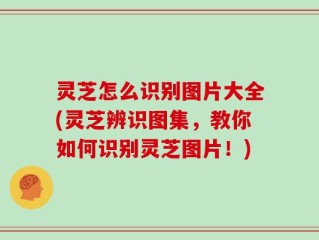 灵芝怎么识别图片大全(灵芝辨识图集，教你如何识别灵芝图片！)