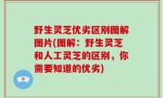 野生灵芝优劣区别图解图片(图解：野生灵芝和人工灵芝的区别，你需要知道的优劣)