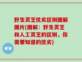 野生灵芝优劣区别图解图片(图解：野生灵芝和人工灵芝的区别，你需要知道的优劣)