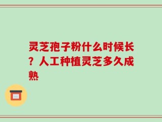 灵芝孢子粉什么时候长？人工种植灵芝多久成熟