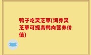 鸭子吃灵芝草(饲养灵芝草可提高鸭肉营养价值)