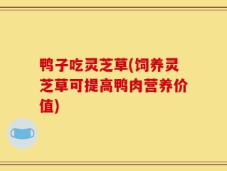 鸭子吃灵芝草(饲养灵芝草可提高鸭肉营养价值)