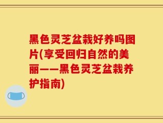 黑色灵芝盆栽好养吗图片(享受回归自然的美丽——黑色灵芝盆栽养护指南)